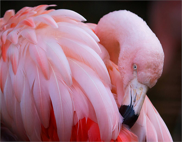 Bright pink flamingo grroming itself
